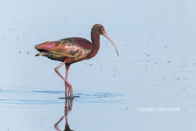 Ibis;One;Plegadis-chilhi;White-faced-Ibis;avifauna;bird;birds;color-image;color-